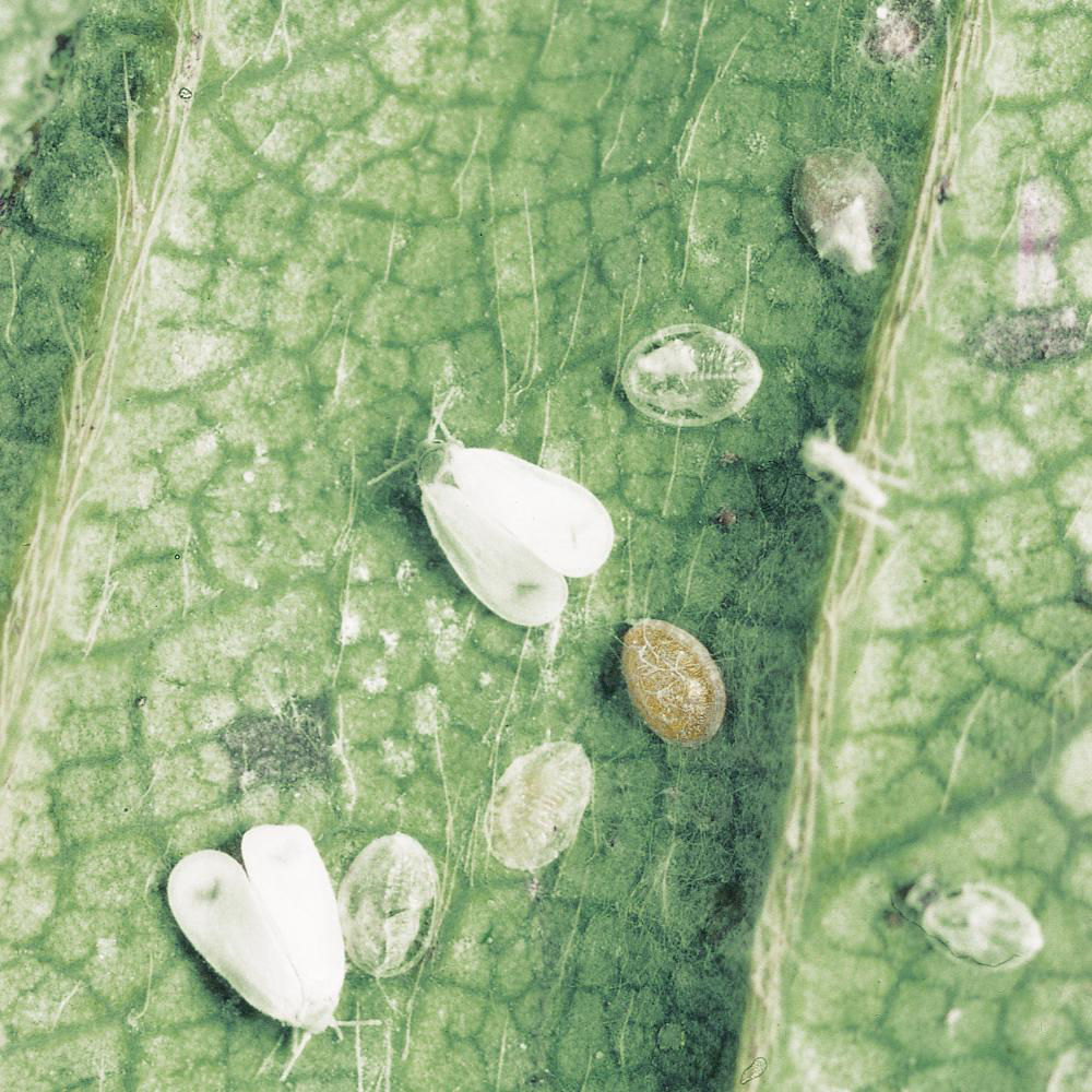 Greenhouse Whiteflies