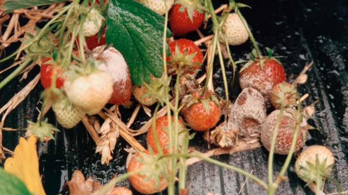 Grey mould, otherwise known as botrytis, is a major problem for all strawberry-producing States as the fruit rot disease can cause significant crop losses.