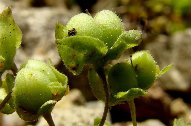 Grey_Field_Speedwell