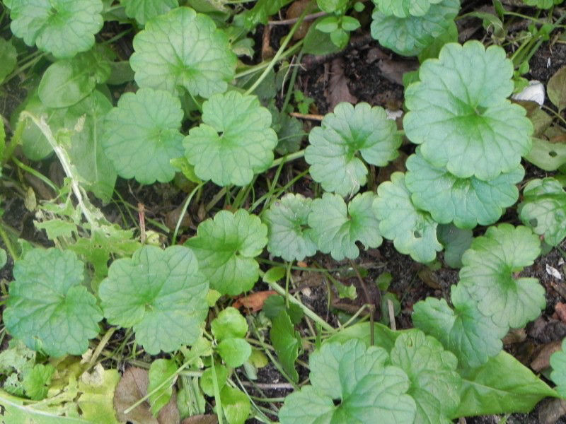 Ground_Ivy