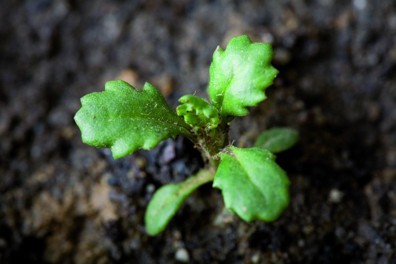 Groundsel