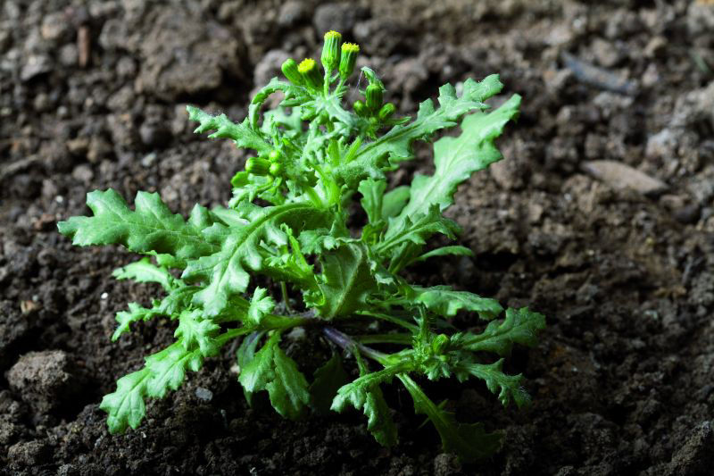 Groundsel
