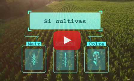 Programa GrowDigital para cereales de invierno, maíz y colza