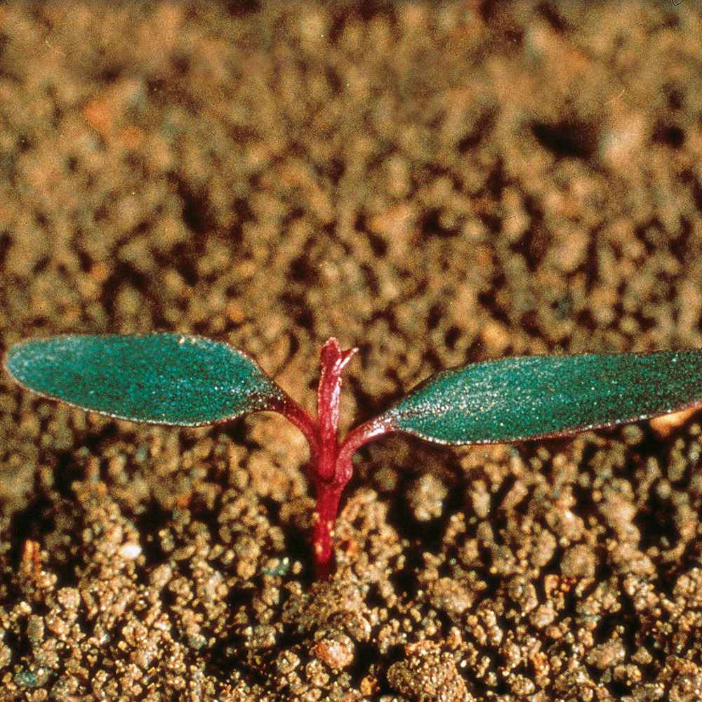 Guernsey_Pigweed