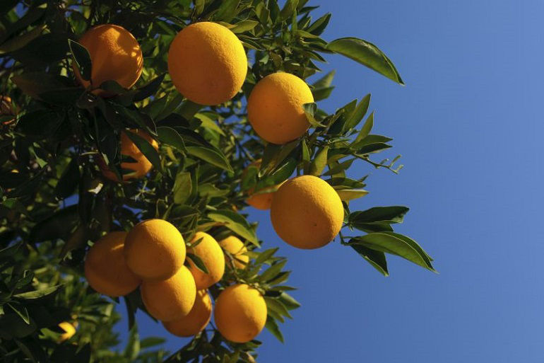 Close-up of oranges in a citrus grove