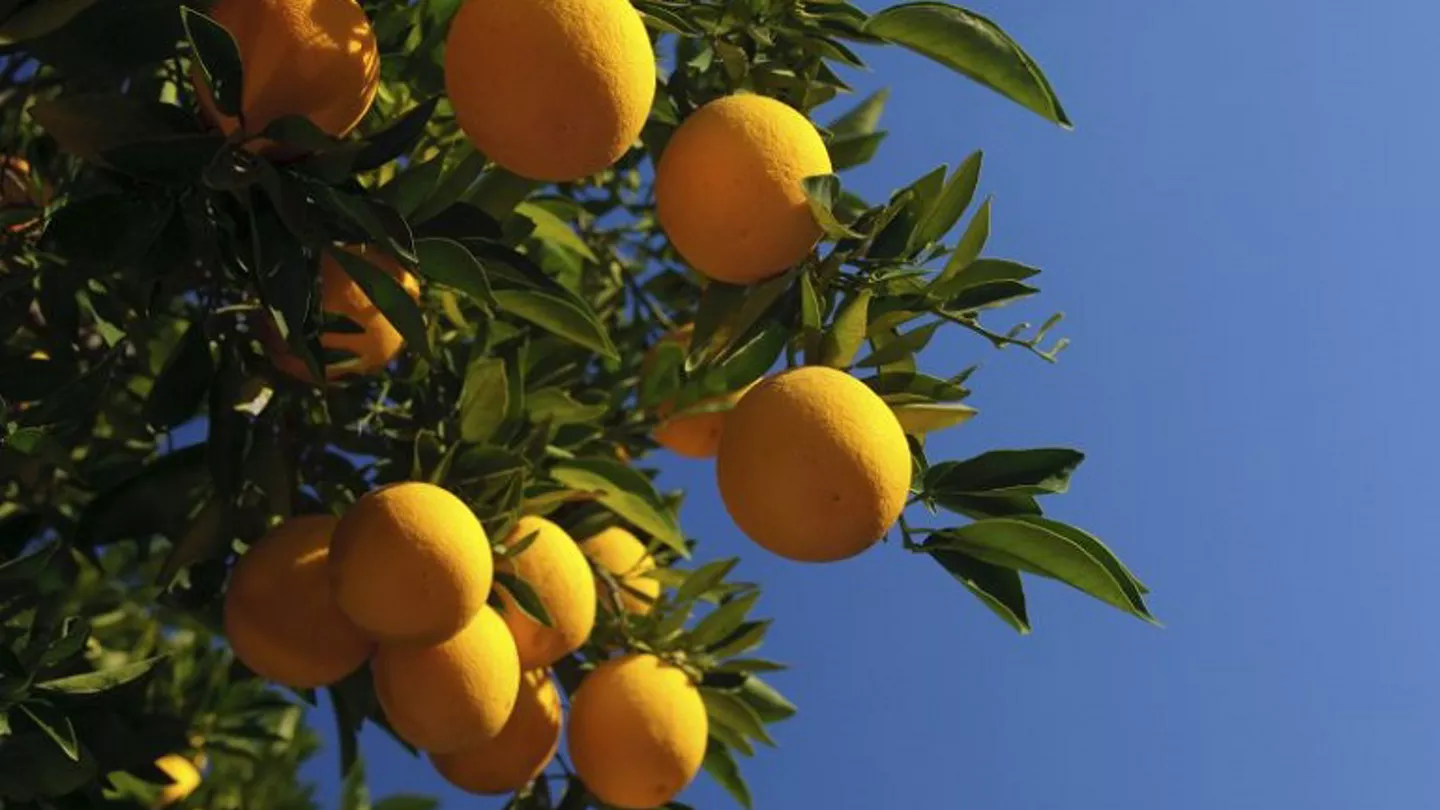 Knowing the Signs of HLB in Citrus