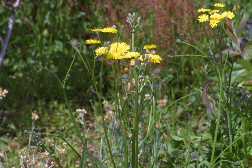 Hawksbeard