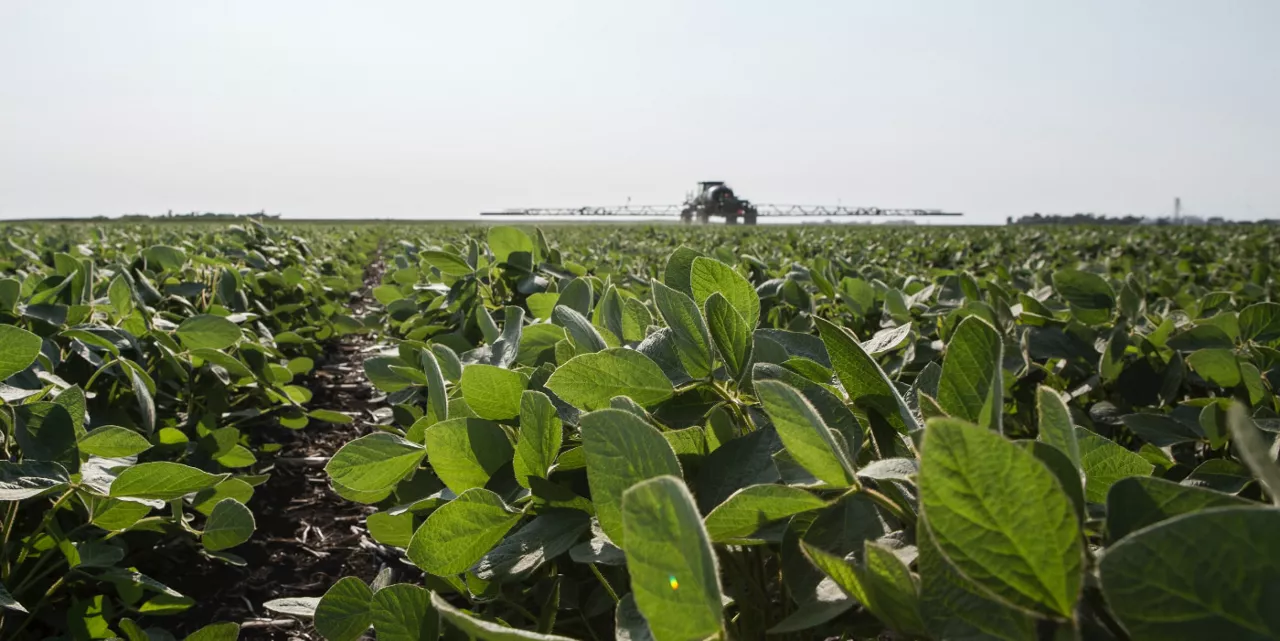 Soybean Field with Sprayer in the Distance