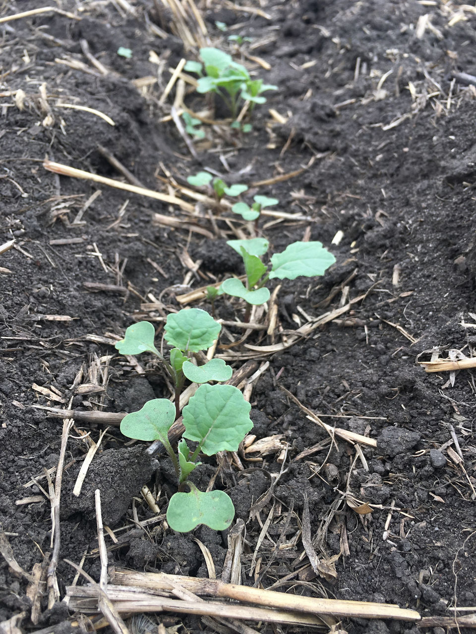 Canola with the first leaf unfolded