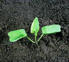 Hedge_Bindweed