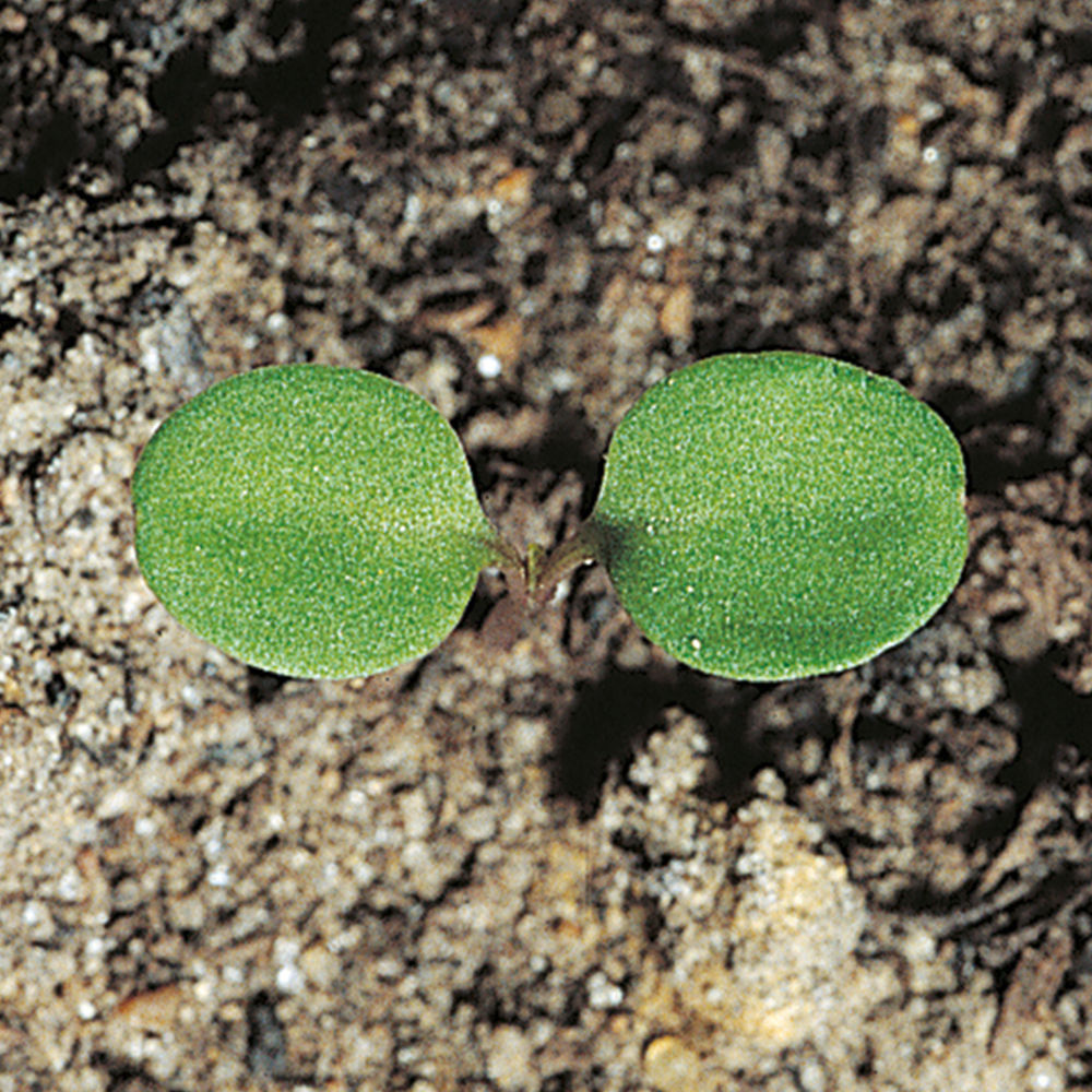 Hedge_Mustard