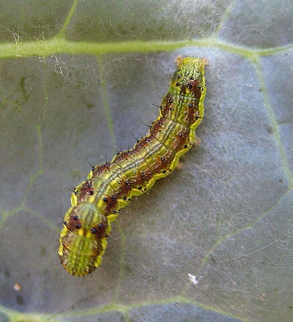 A major chewing pest of vegetable crops, cotton and other field crops. The larvae can cause extensive feeding damage and also create entry points for secondary pests and diseases.