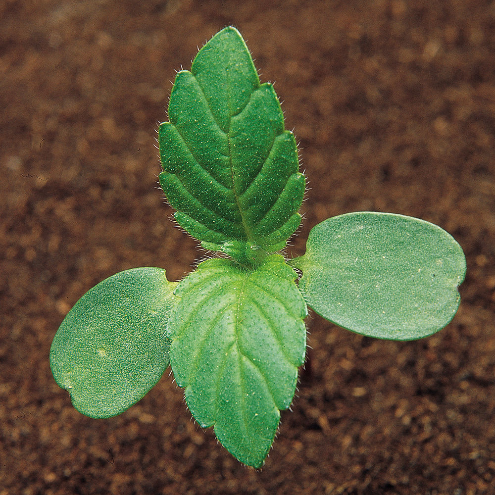 Hemp_Nettle