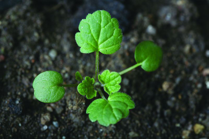 Henbit