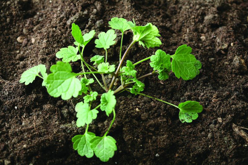 Henbit