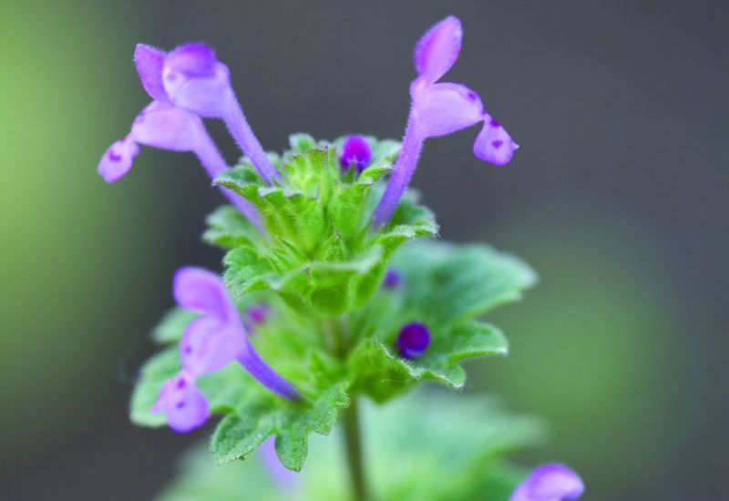 Henbit