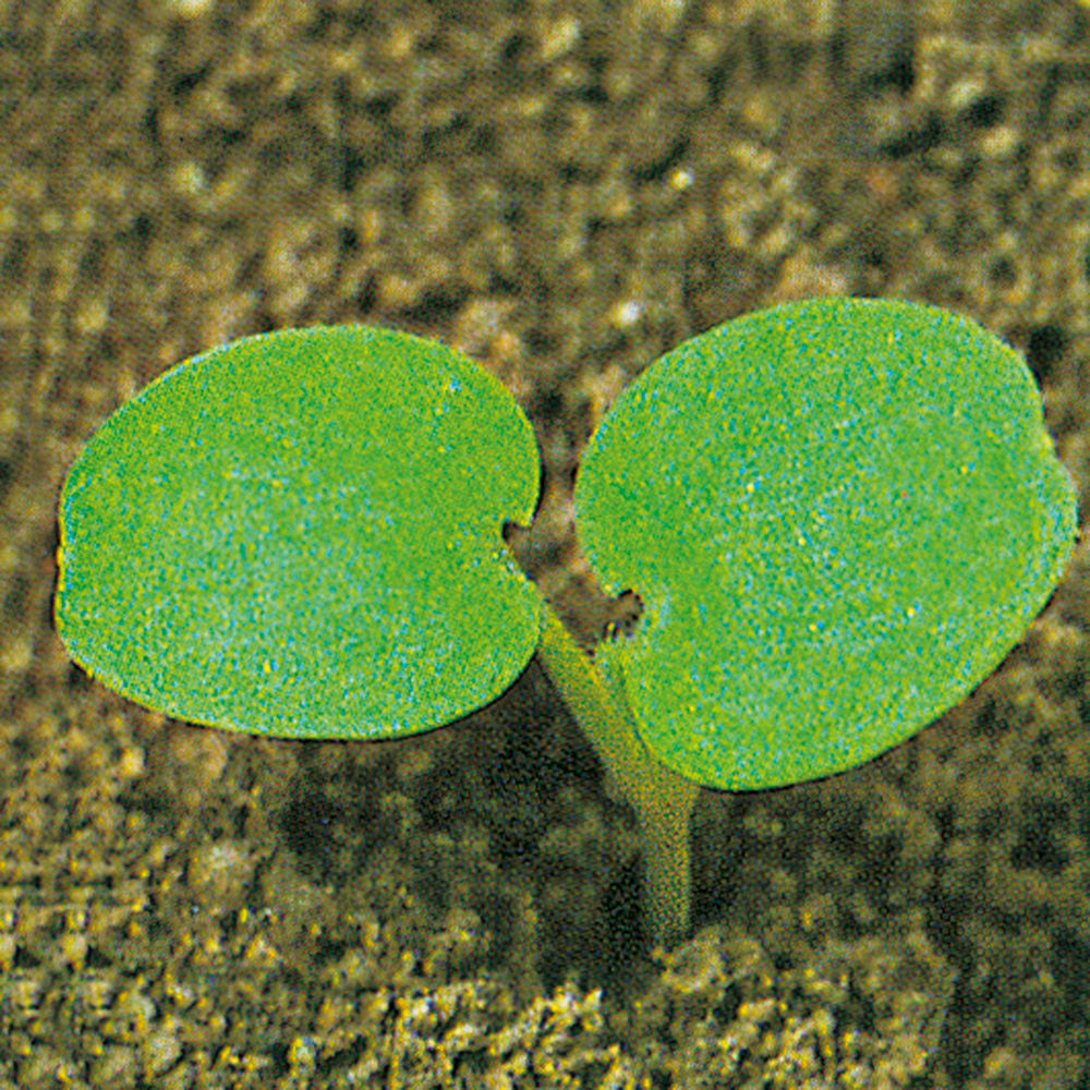 Henbit_Deadnettle