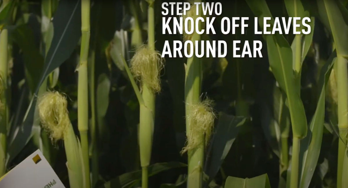 step two knock off leaves around ear