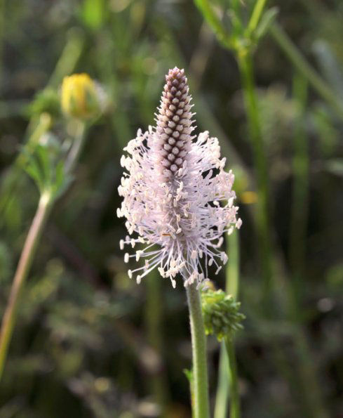 Hoary_Plantain