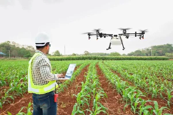 Uso de drone em aplicação localizada de defensivos na lavoura de milho