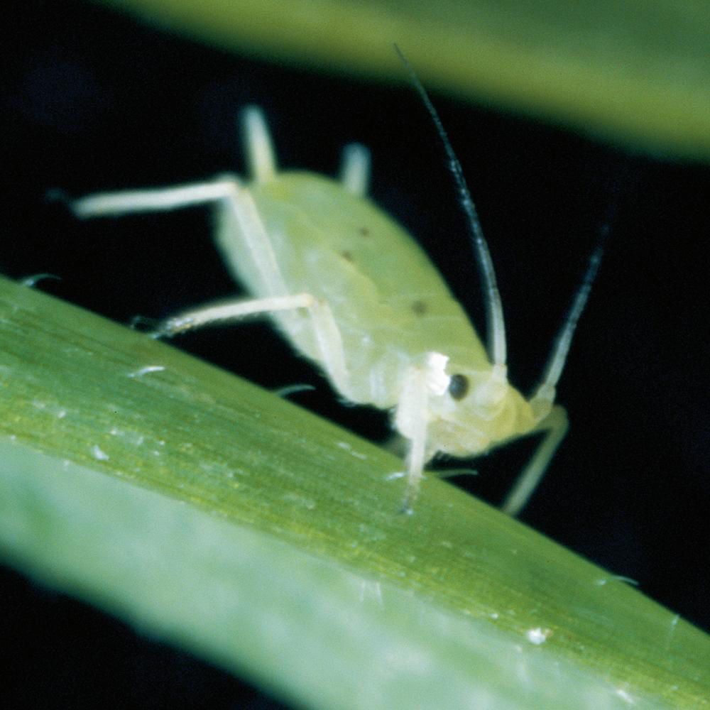 Hop Aphid