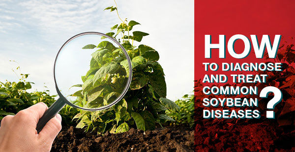 How to diagnose and treat common soybean diseases bean plant inspected with magnifying glass
