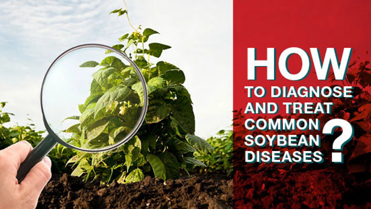 How to Diagnose and Treat Yield-Robbing Soybean Diseases