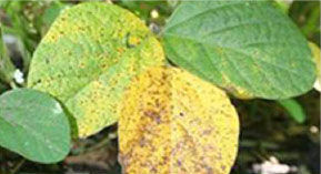How to diagnose brown spot image with close up of infected soybean plant