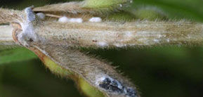How to diagnose white mold image with close up of infected soybean stem