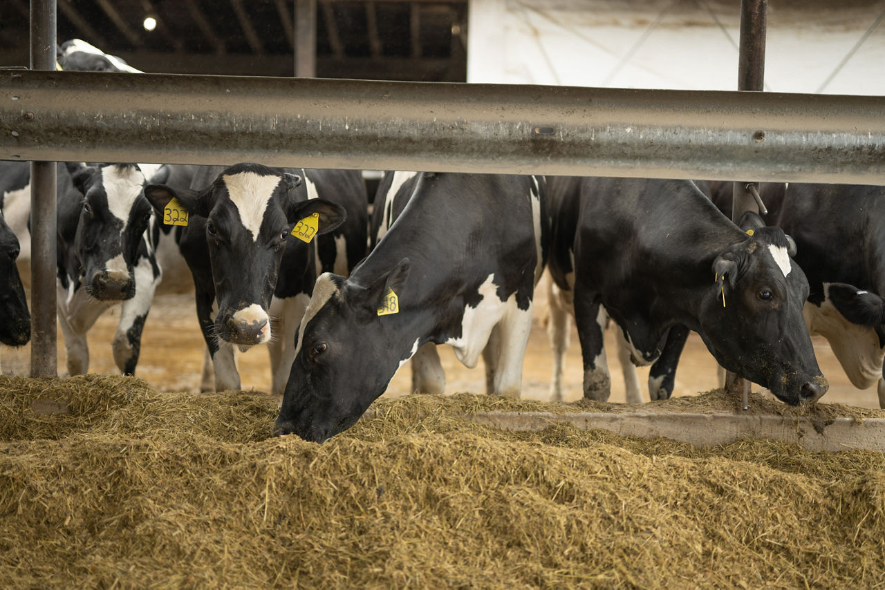 Hubner Silage feeding cattle