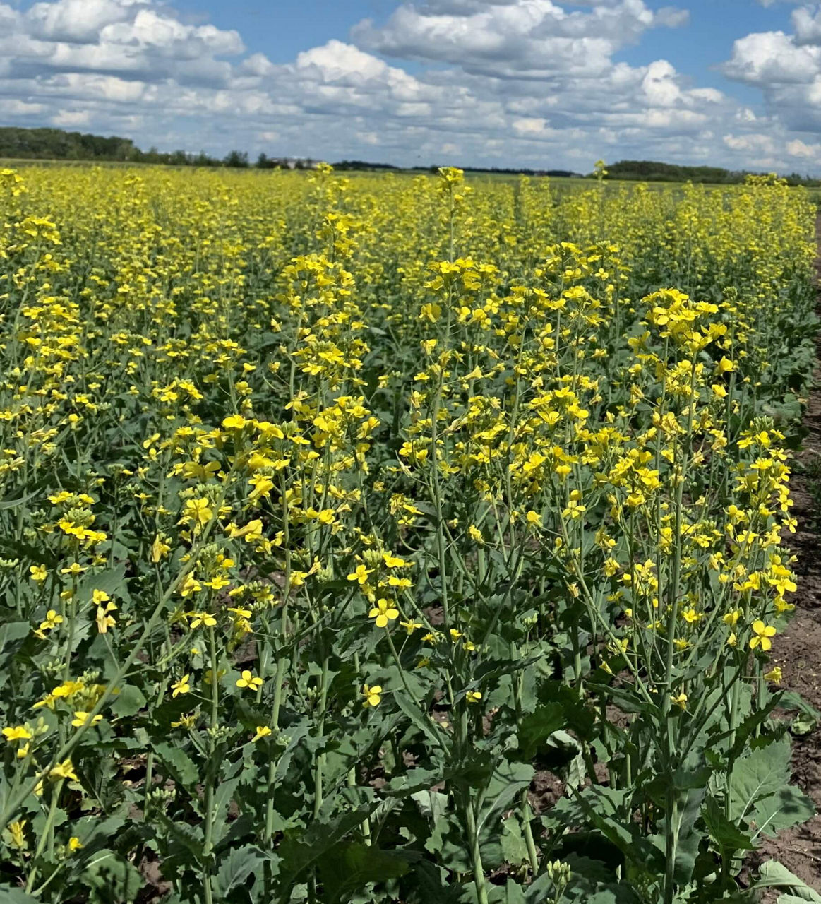 Canola inflorescence.