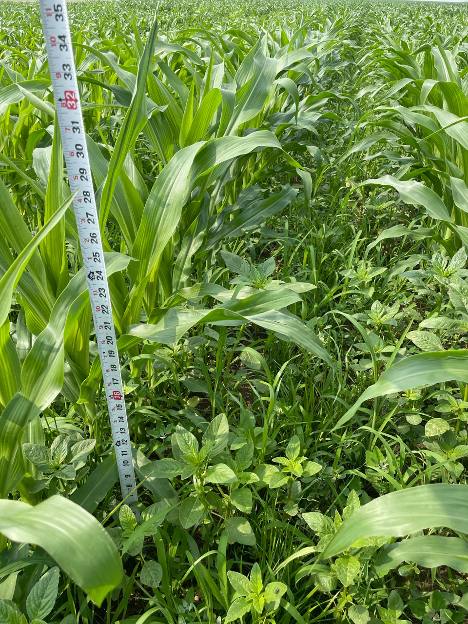 Weeds in corn