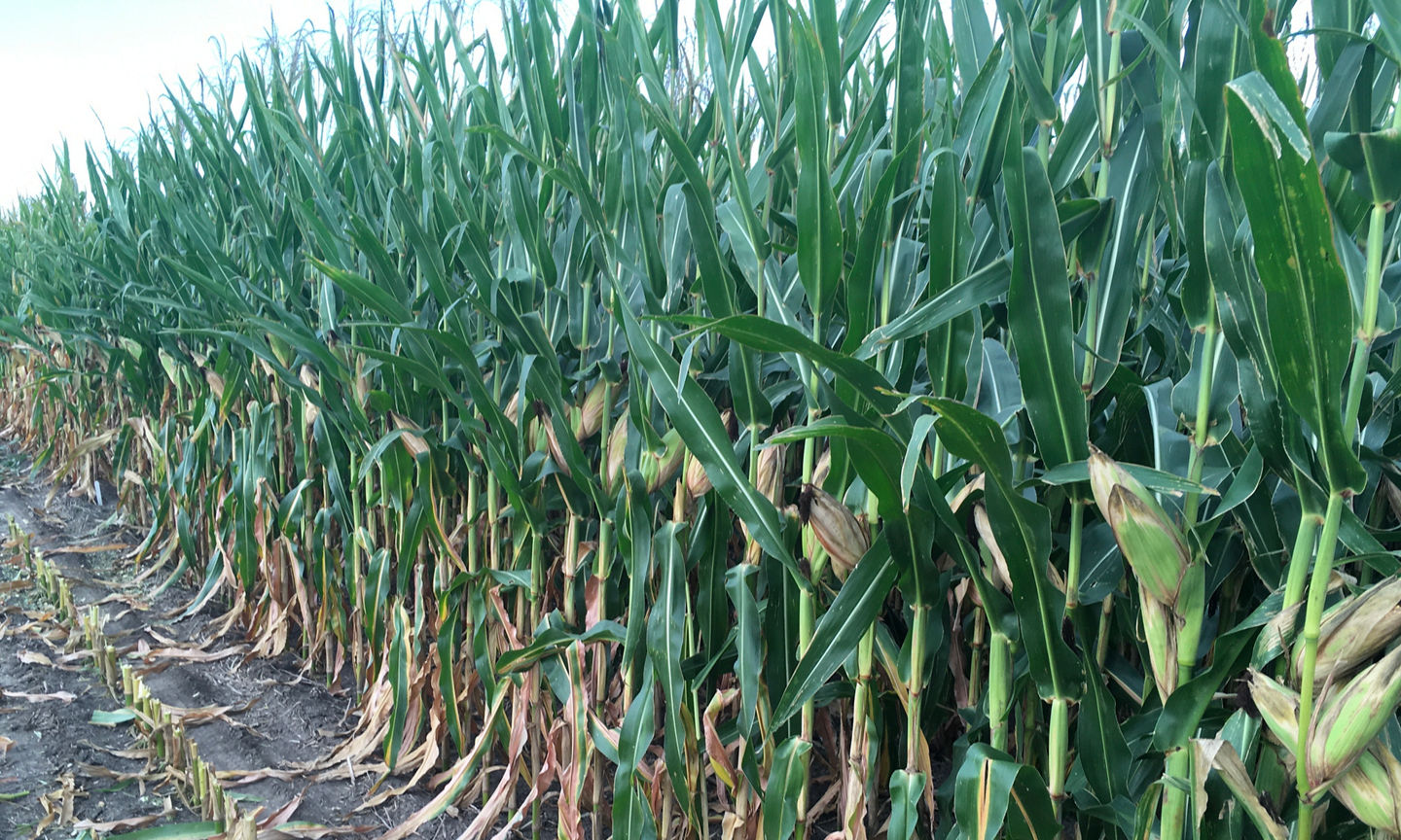Evaluation Of Corn Products For Silage Yield Potential And Quality