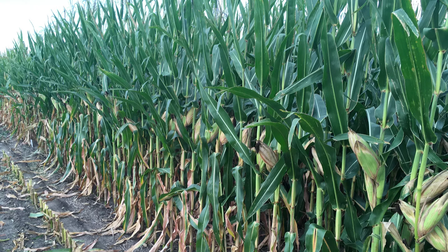 Evaluation Of Corn Products For Silage Yield Potential And Quality