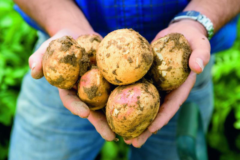 Integrated strategies offer the strongest protection for potato growers