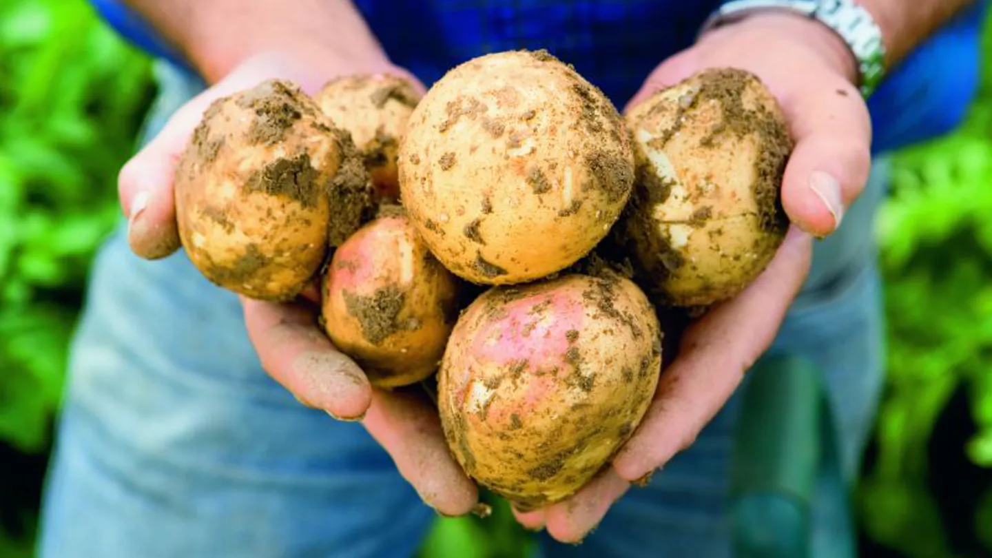 IPM is a Powerful Tool for Potato Growers