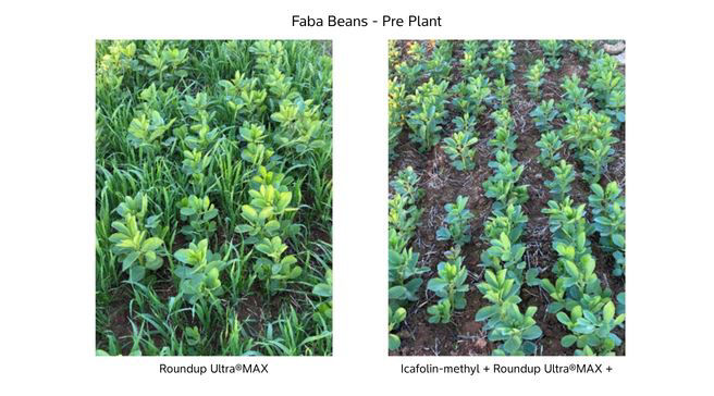 Field trials in 2026 at Elmore, Victoria, show icafolin-methyl is highly effective on glyphosate resistant ryegrass.