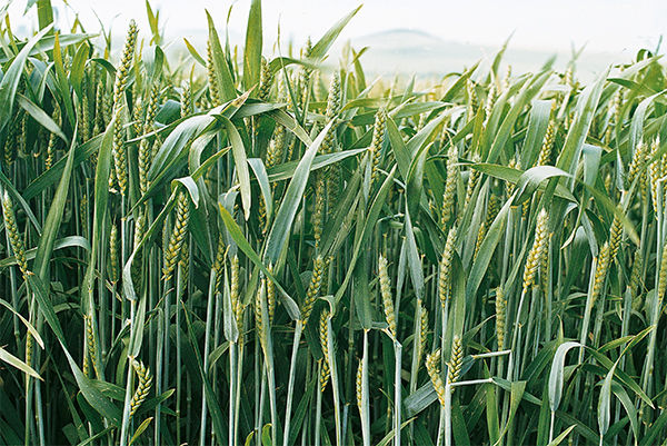 Scab in wheat