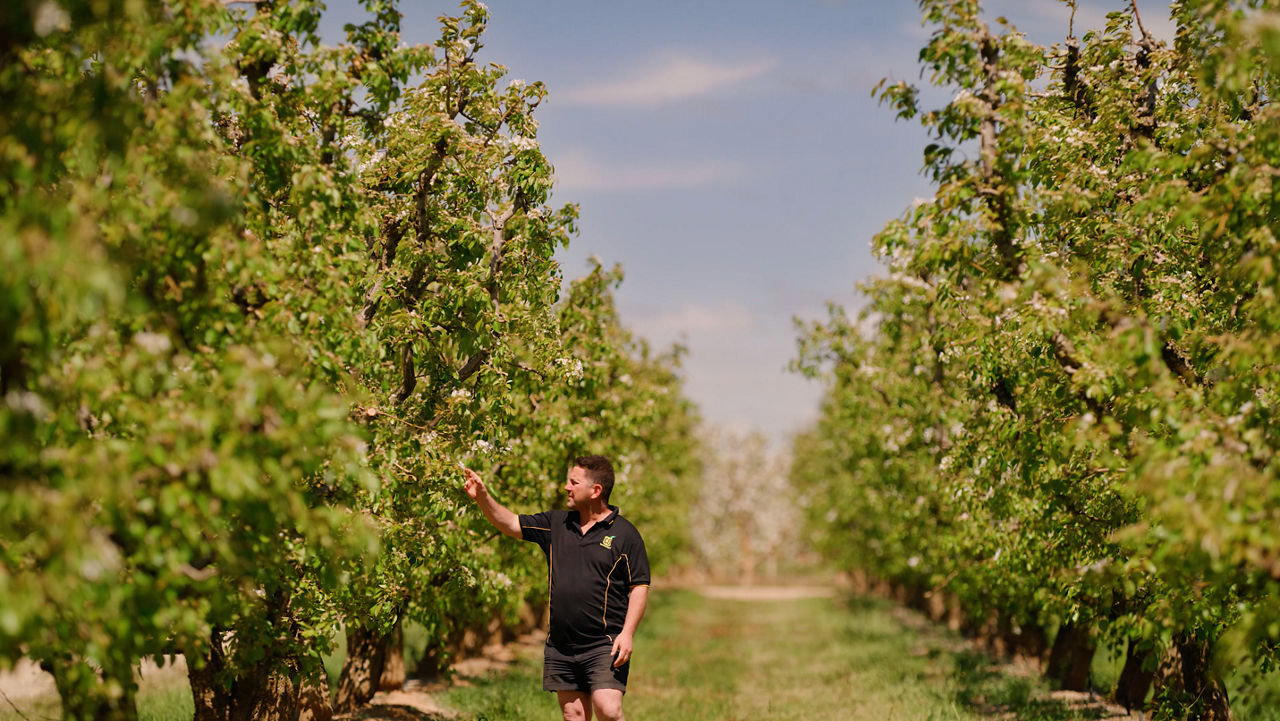 New line of defence for Aussie growers combating two-spotted mite