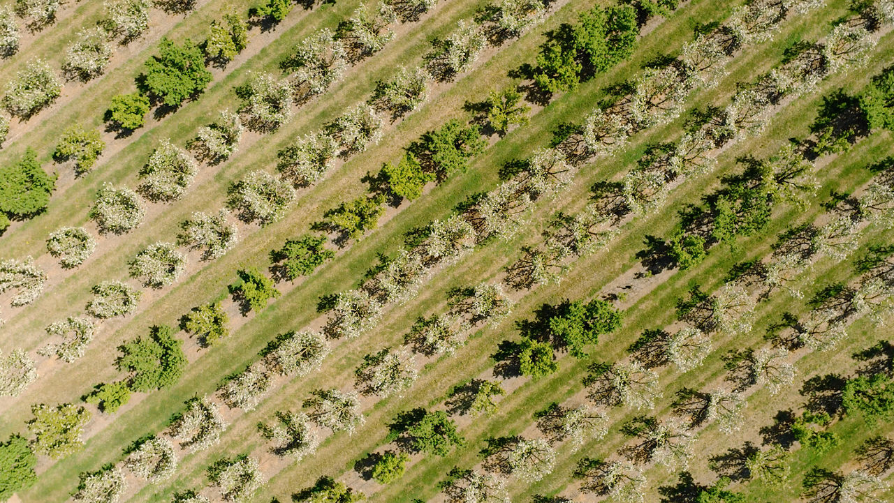 Conti Orchard's conditions and location make it an ideal breeding ground for two-spotted mite in the hotter months. Using Interrupt Miticide has helped Adrian control the pest. 