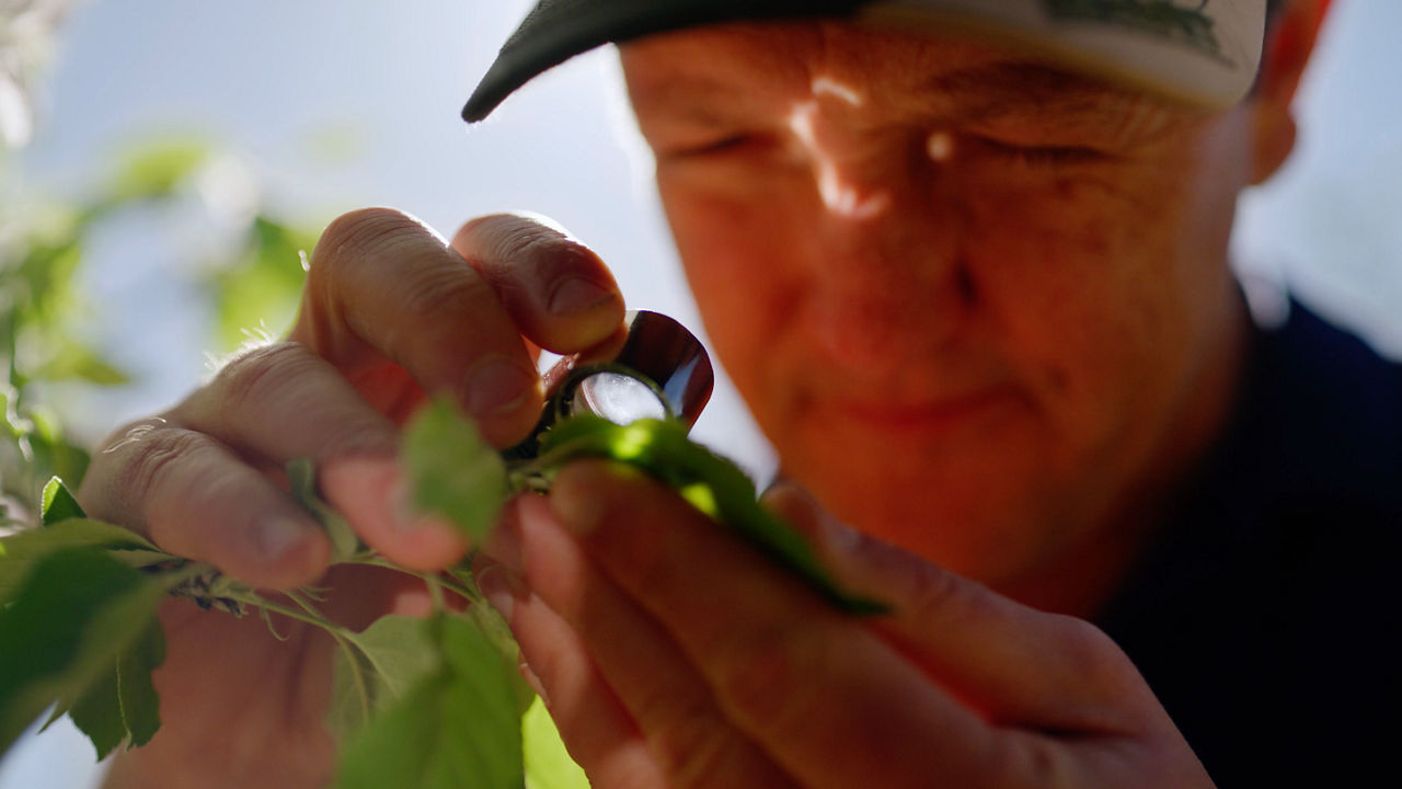 Agronomist Cameron Forrest assesses the impact of Interrupt Miticide’s translaminar activity on a pear tree at Conti Orchards. 