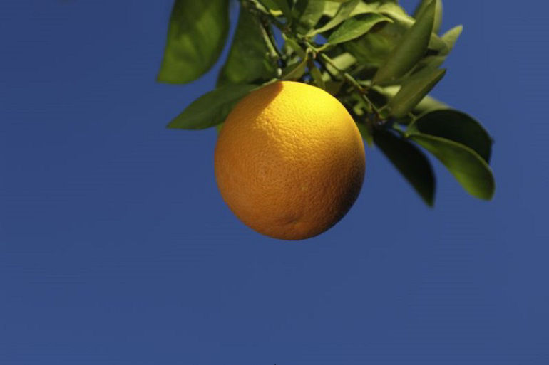 orange in tree