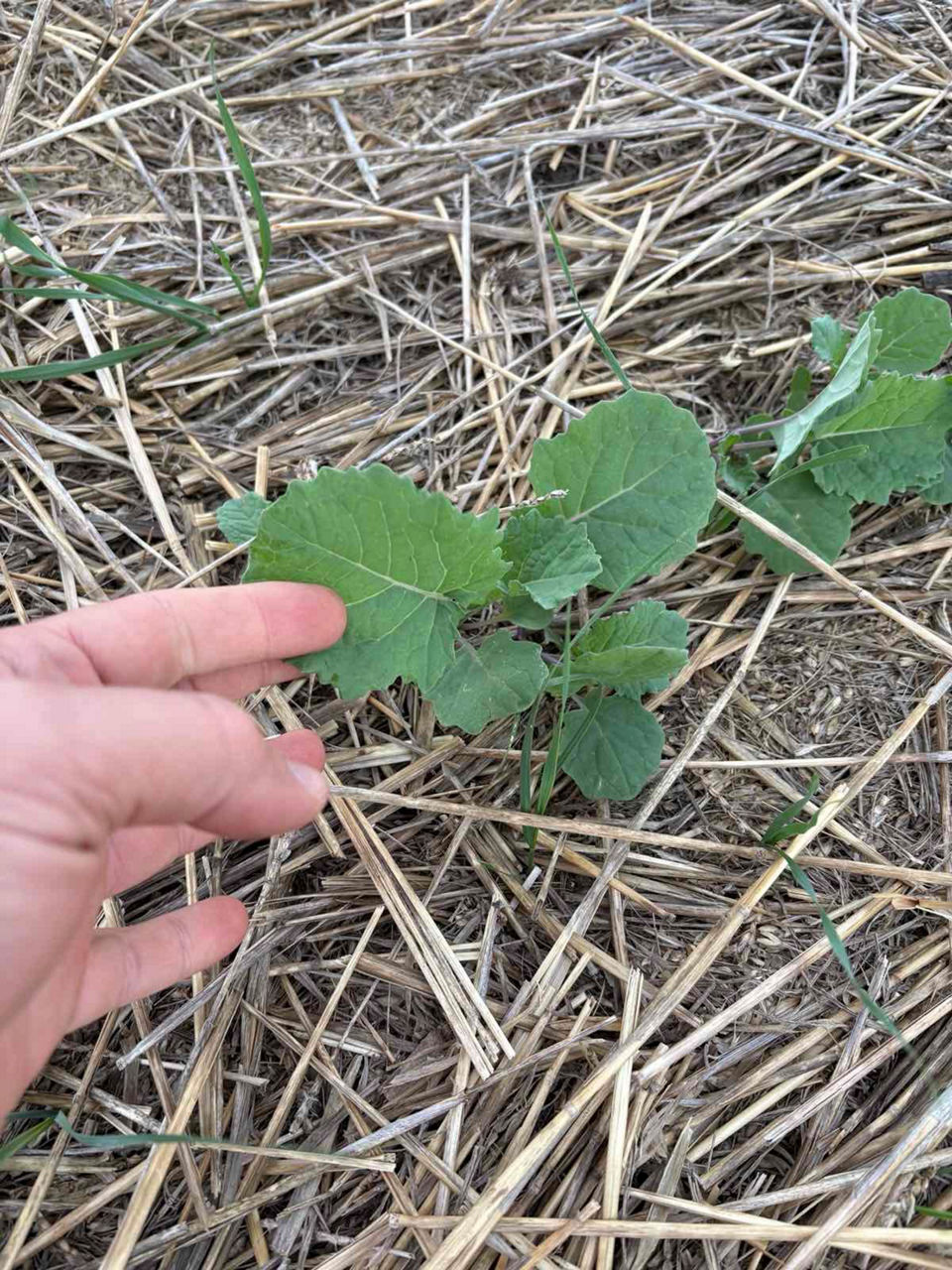 добре развита рапица