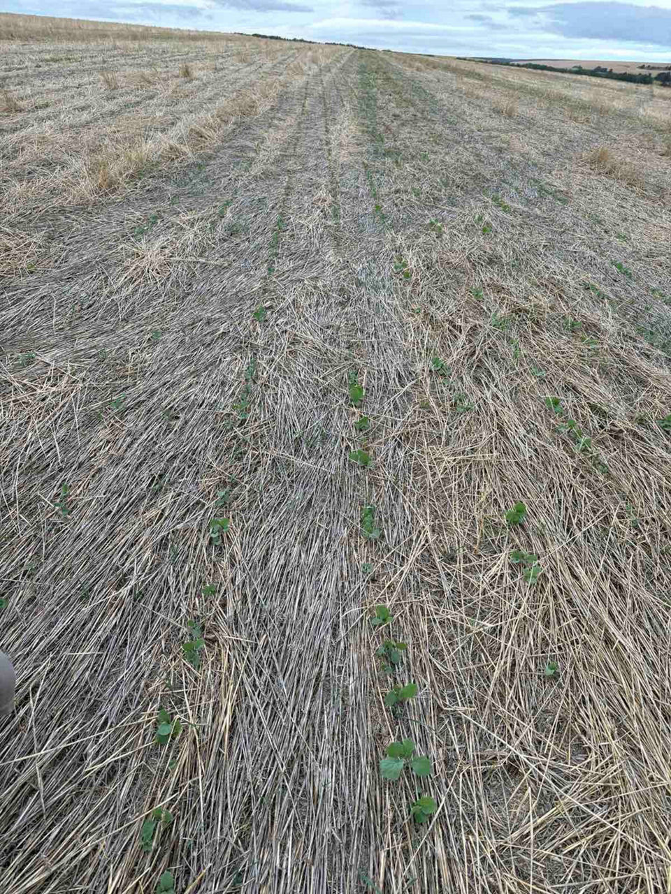 поле рапица с равномерен посев