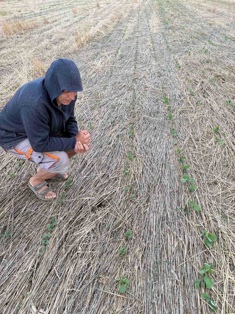 фермер на поле рапица с равномерен посев