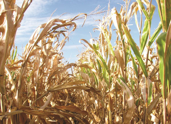 4 Key Components of Harvestability in Corn