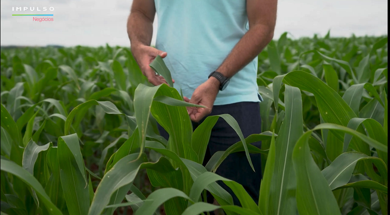  Os fungos estão entre os principais responsáveis por doenças no milho. No verão,    as condições de calor e umidade aumentam a pressão sobre a cultura. 
