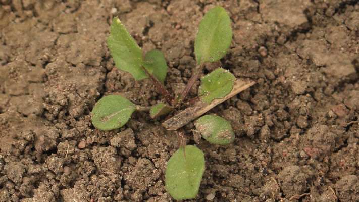 Indian hedge mustard is found in the cropping areas of Western Australia, northern and western New South Wales and southern Queensland