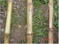 Figure 7. Healthy stalk (left) and Anthracnose infected stalks center and right.