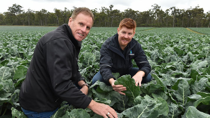 Bayer Territory Business Manager Ian Cook and EE Muir & Sons Regional Manager Brad Giles pictured discussing disease management in broccoli at the Ipsen family’s property near Manjimup in WA’s South West.